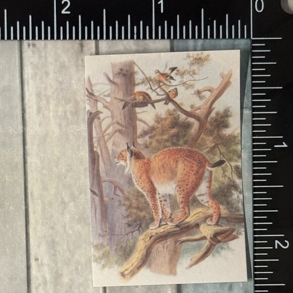 ๐10/$10๐ Classic Vicious Cats Lion Tiger Cheetah Reusable Washi Sticker Decal - Picture 1 of 1